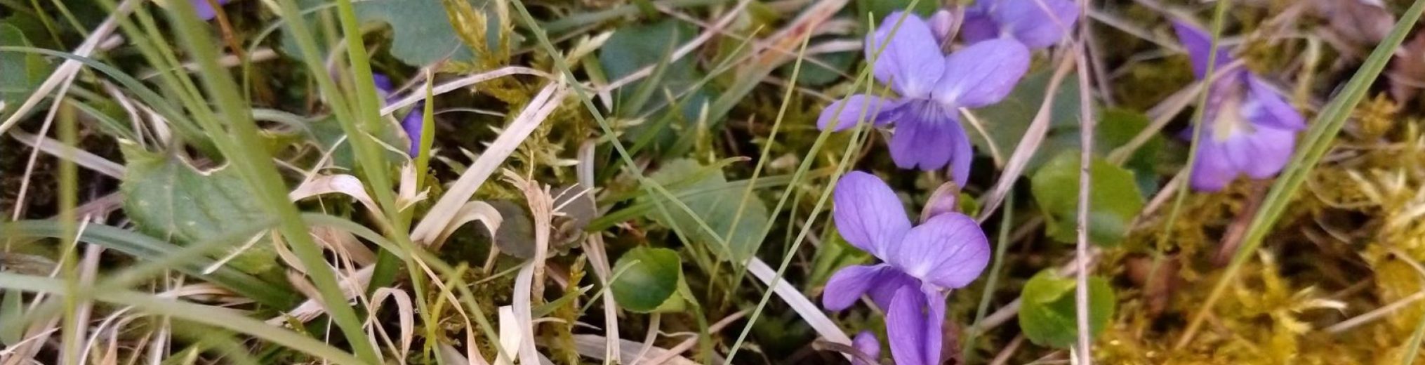 Schwäbischer Albverein | Ortsgruppe Winnenden